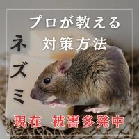 画像241