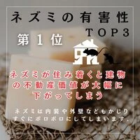 画像244