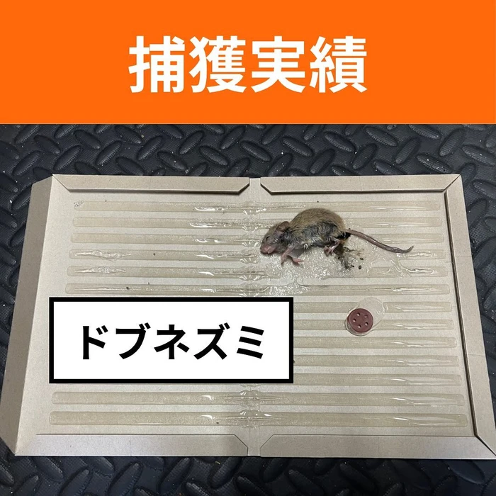 画像592