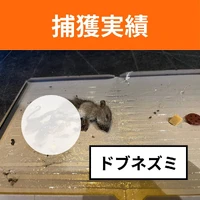 画像598